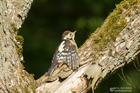 Mittelspecht Jungvogel