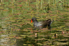 Teichhuhn