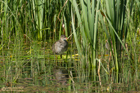junges Teichhuhn