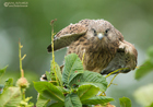 Turmfalkenjungvogel