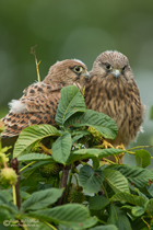 Turmfalkenjungvogel