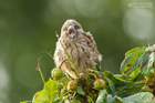 Turmfalkenjungvogel