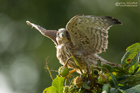 Turmfalkenjungvogel