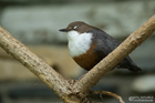 Wasseramsel