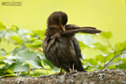 Amsel