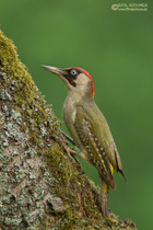 Grünspechtmännchen