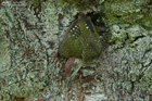 Grünspechtjungvogel