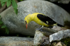 Pirol