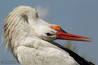 Weissstorch