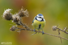 Blaumeise