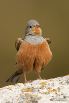 Grauortolan