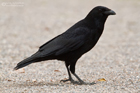 Rabenkrähe