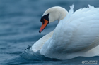 Höckerschwan
