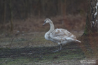 Junger Höckerschwan
