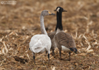 Kanadagans und Zwergschwan