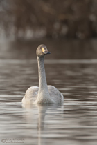 Zwergschwan