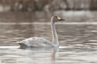 Zwergschwan