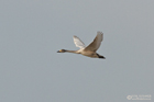 Zwergschwan
