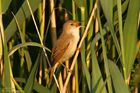 Teichrohrsänger