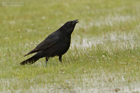 Rabenkrähe