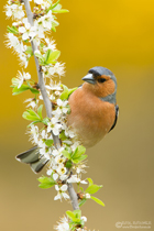 Buchfink
