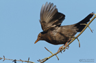 Amsel