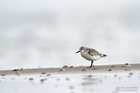 Sanderling