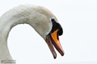 Höckerschwan