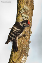 Kleinspecht