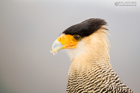 Schopfcaracara