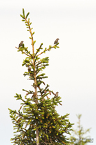 Fichtenkreuzschnabeltrupp