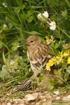 Junger Zitronenzeisig