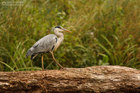 Graureiher