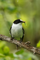 Halsbandschnäppermännchen