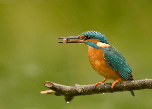 Eisvogel