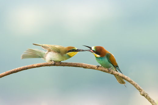 Bienenfresser mit Jungvogel