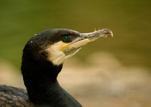 Kormoran