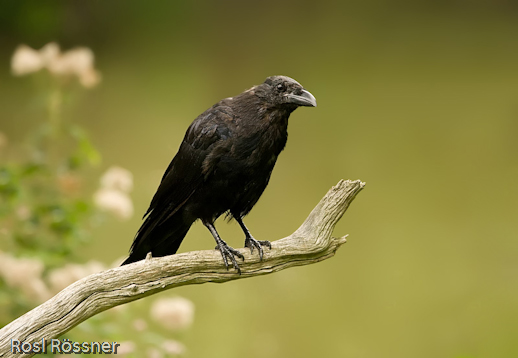 Rabenkrähe