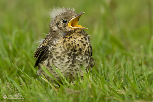 Junge Misteldrossel