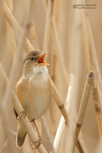 Schilfrohrsänger