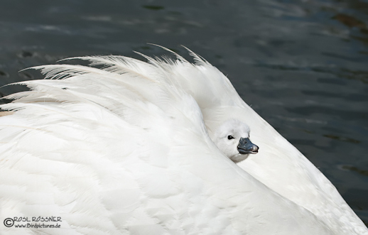 Junger Höckerschwan