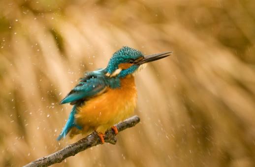 Eisvogel