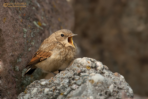 Junger Steinschmätzer