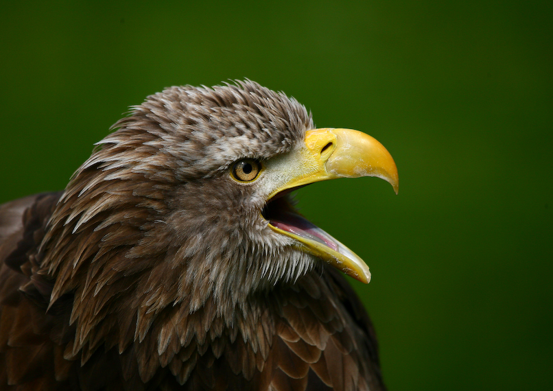 Seeadler