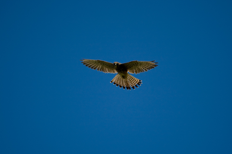 Turmfalke auf Teneriffa