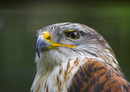 Königsbussard