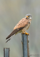 Turmfalke