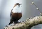 Wasseramsel