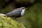 Wasseramsel