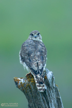 Merlin